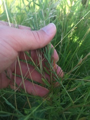 Lythrum californicum