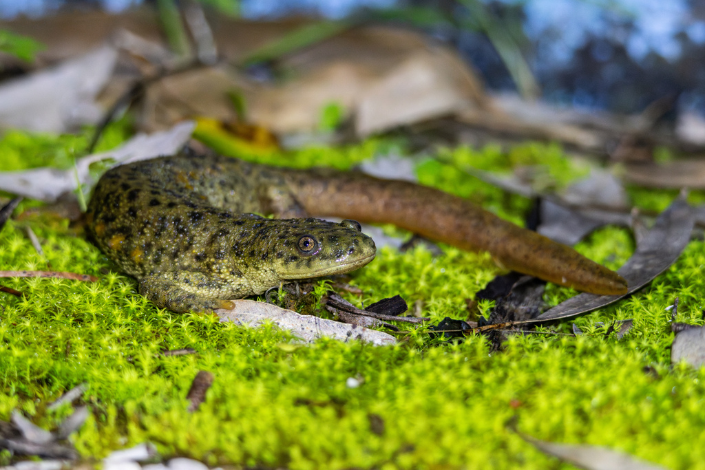 Ribbed Newts