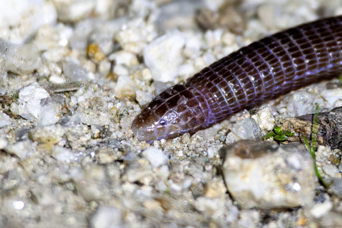 Central Iberian Worm Lizard, Jaén, España, photo 8 of 10
