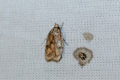Agonopterix robiniella