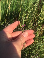 Lythrum californicum