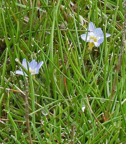 Image of Gentiana gayi by no rights reserved