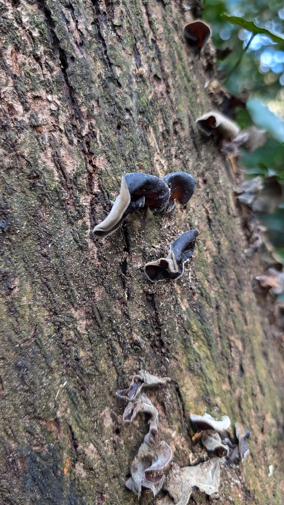 Auricularia polytricha · December 2024 · photo: © atsushi_nakajima_cirque (iNaturalist, cc-by)