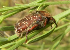 Euphoria leucographa