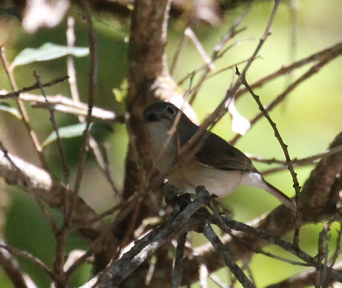 Red-tailed Vanga (Calicalicus madagascariensis), photo 6