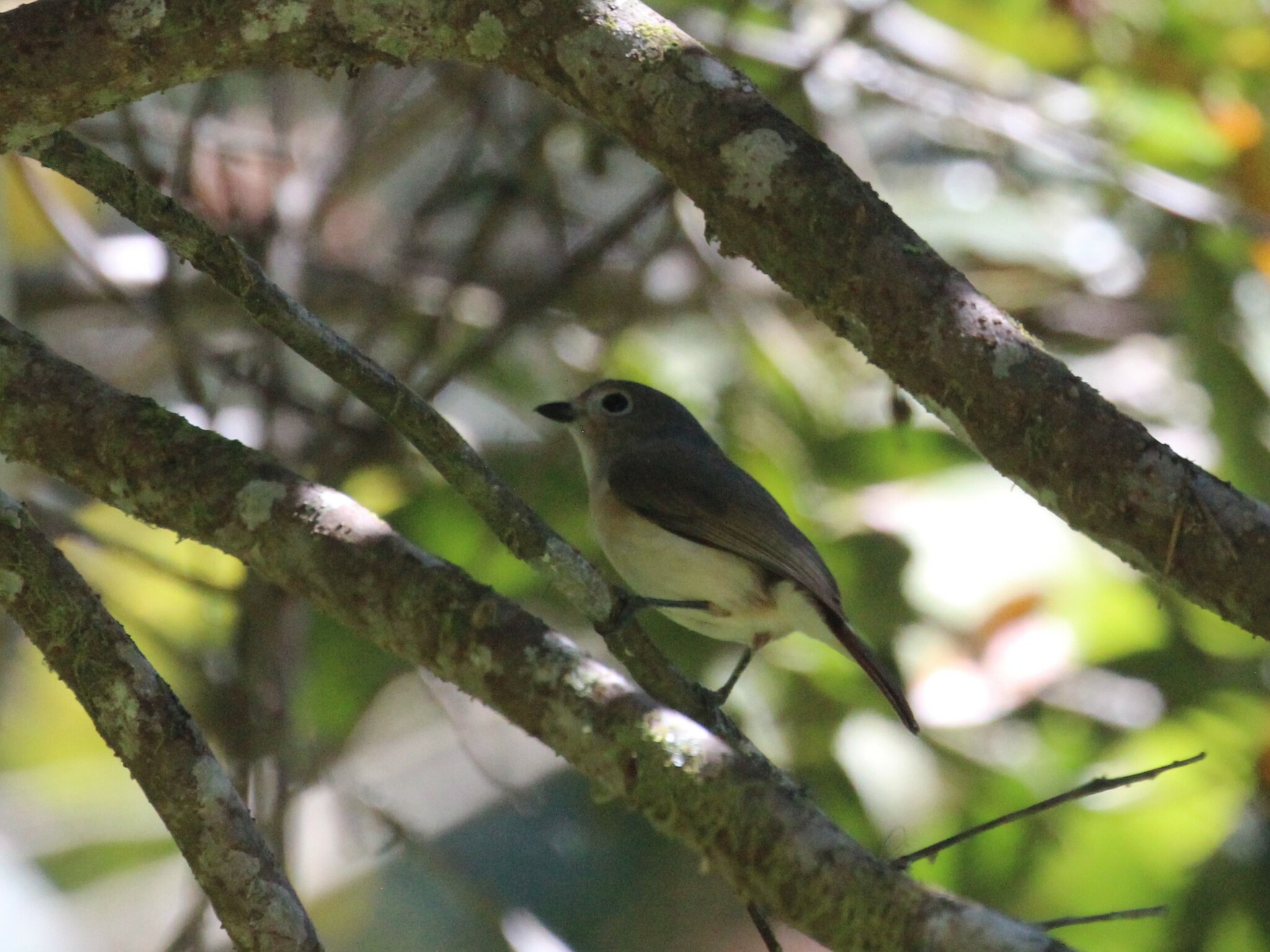 Red-tailed Vanga (Calicalicus madagascariensis), photo 5