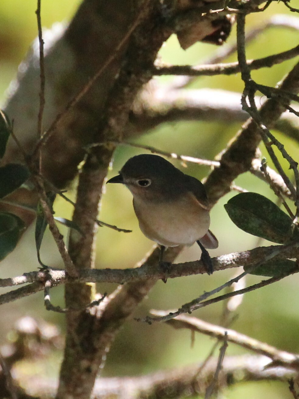 Red-tailed Vanga (Calicalicus madagascariensis), photo 7