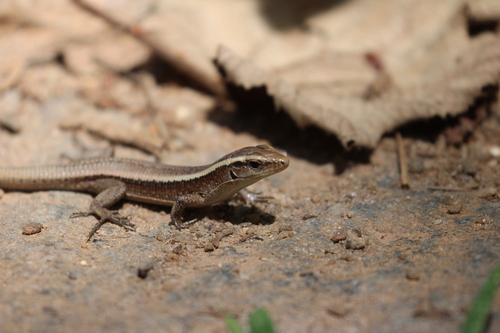 Madagascar Girdled Lizard, Zonosaurus madagascariensis
