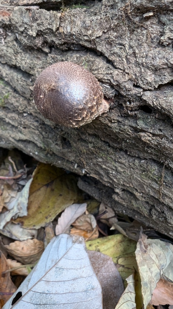 Lentinula edodes · December 2024 · photo: © atsushi_nakajima_cirque (iNaturalist, cc-by)
