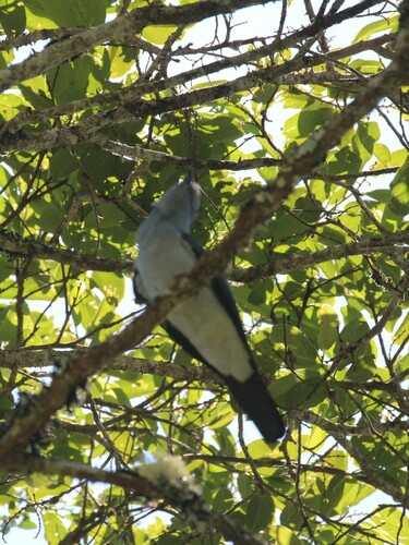 Cuckoo-roller (Leptosomus discolor), photo 4