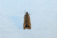 Dichomeris heriguronis