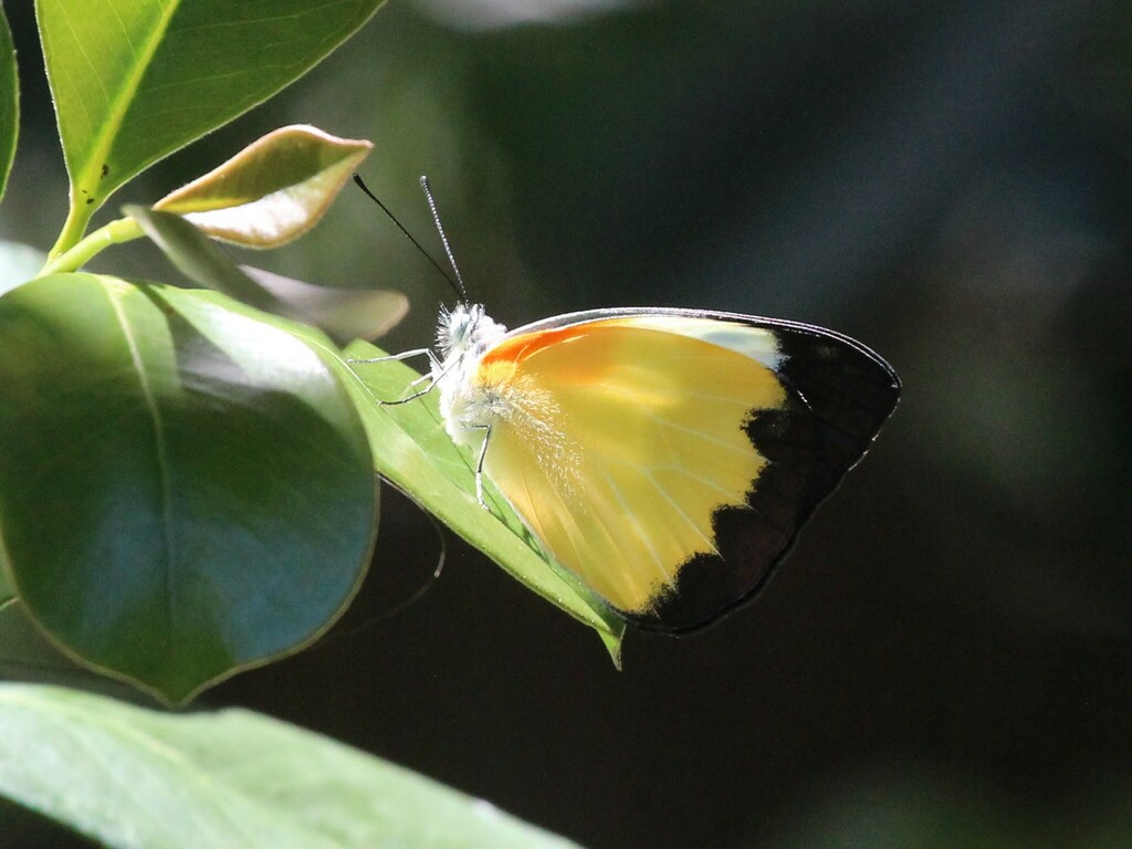 Belenois helcida