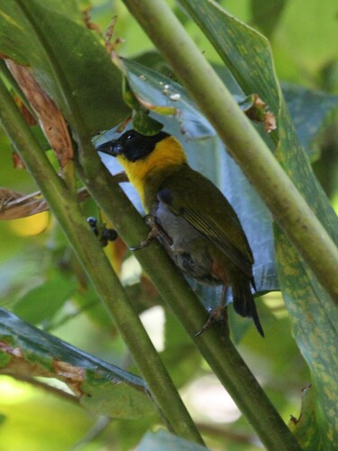 Nelicourvi Weaver (Ploceus nelicourvi), photo 6