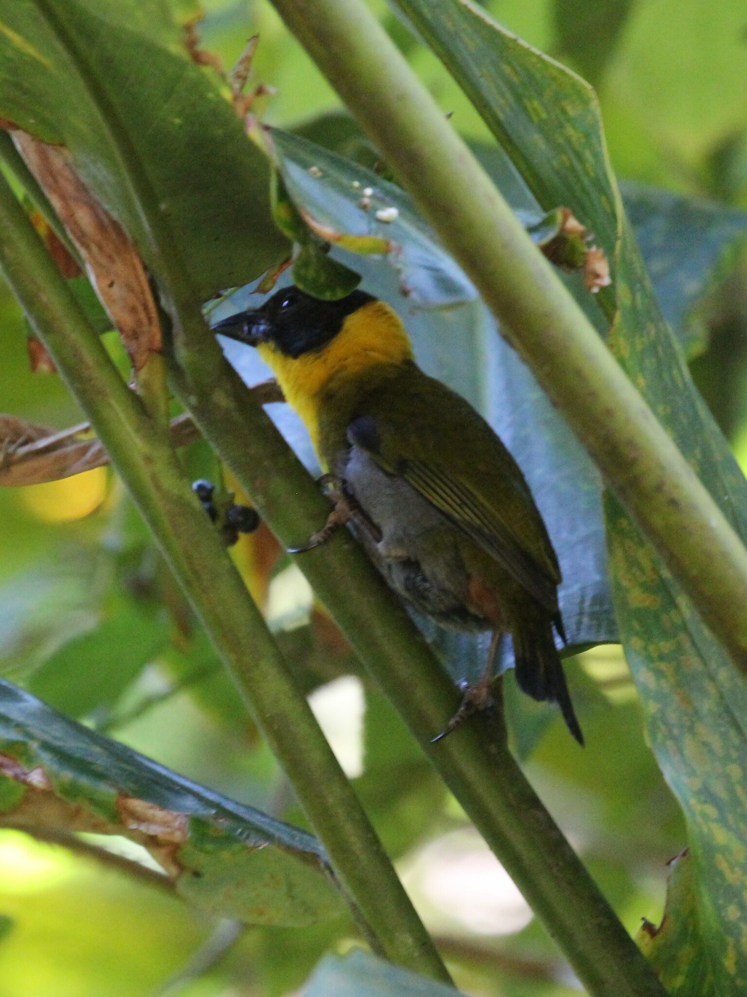 Nelicourvi Weaver illustration