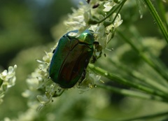 Cetonia aurata