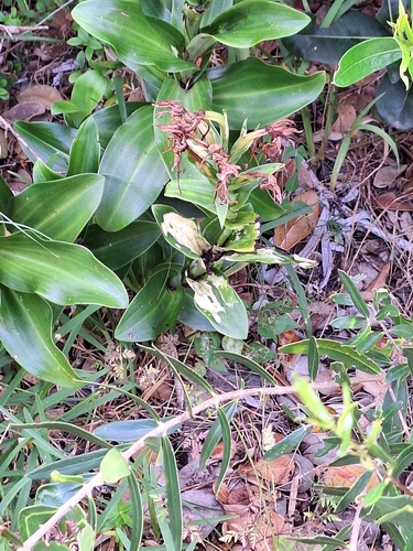 Image of Bonatea speciosa by (c) Adele SL, some rights reserved (CC BY)