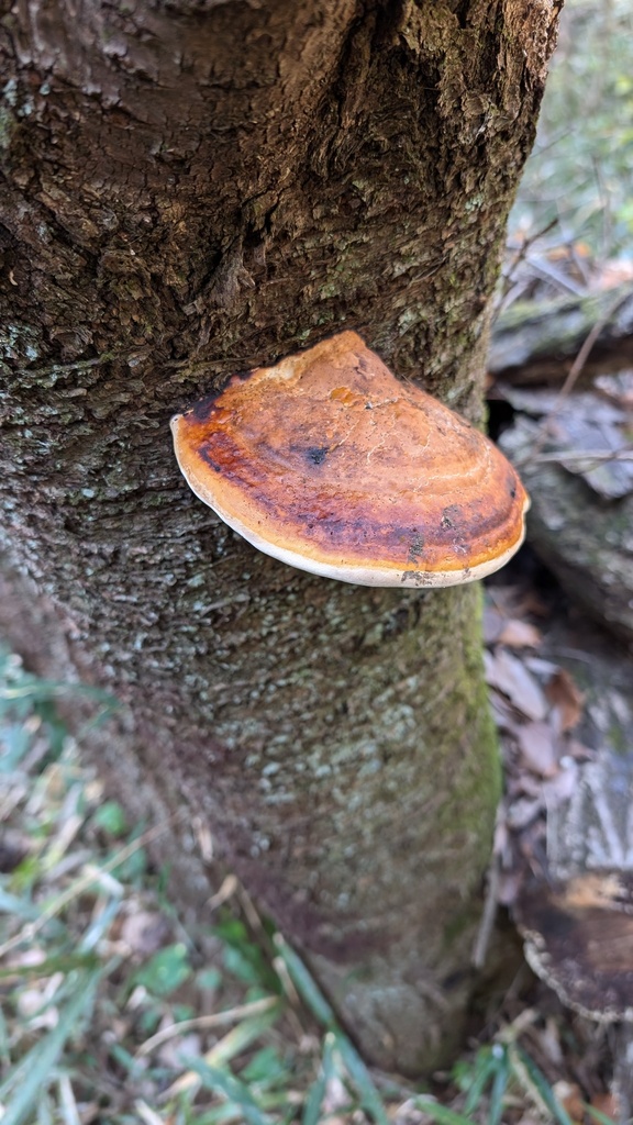Fomitopsis pinicola · December 2024 · photo: © atsushi_nakajima_cirque (iNaturalist, cc-by)