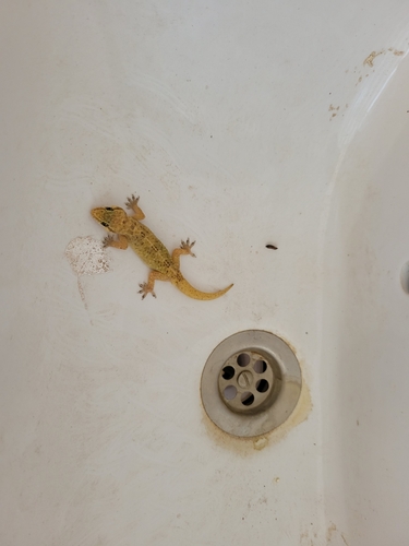 West African House Gecko