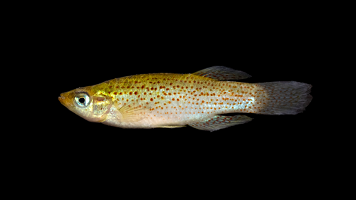 Western Starhead Topminnow