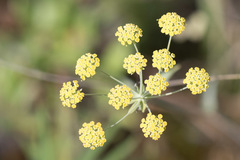 Bupleurum americanum