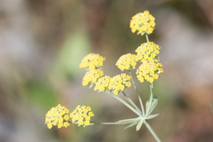 Bupleurum americanum