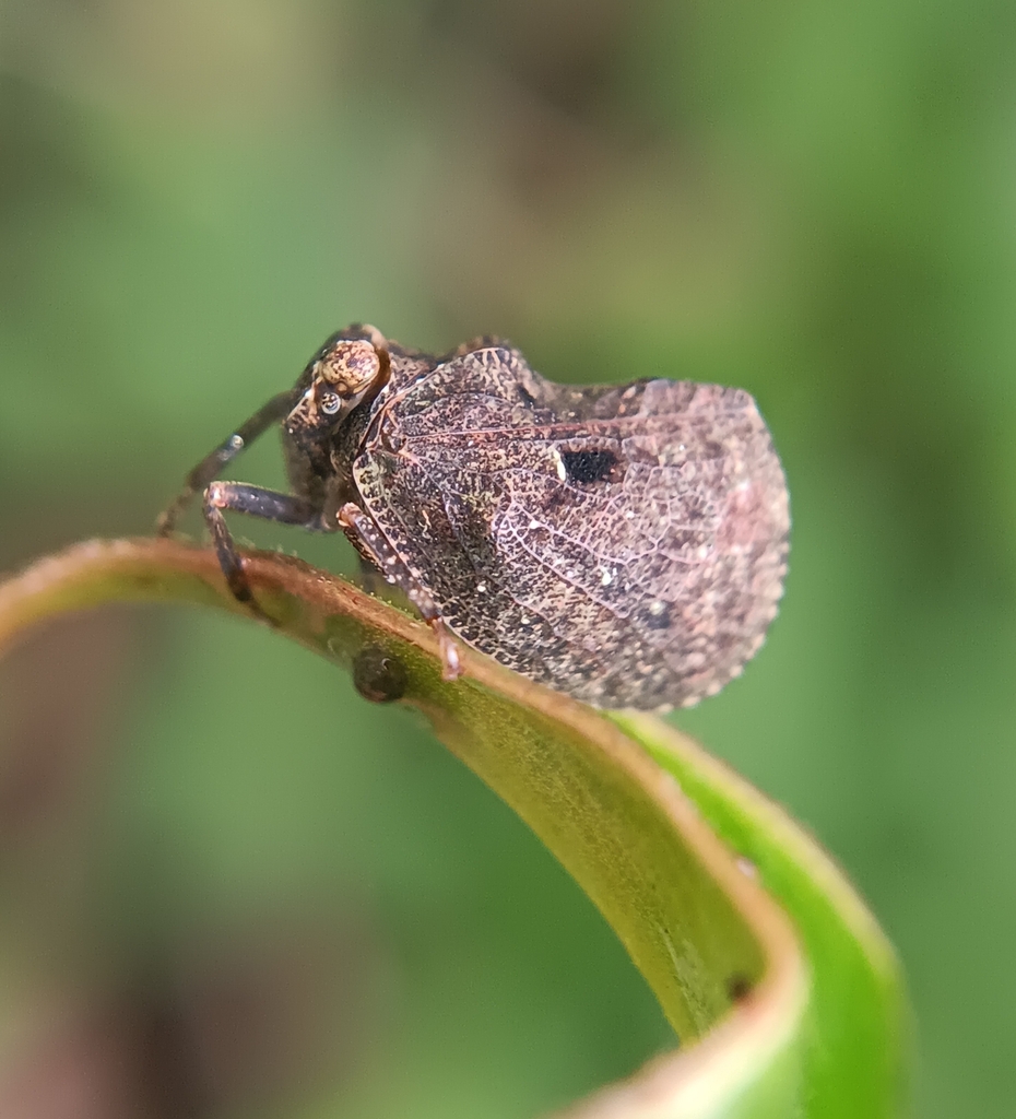 Capelopterum