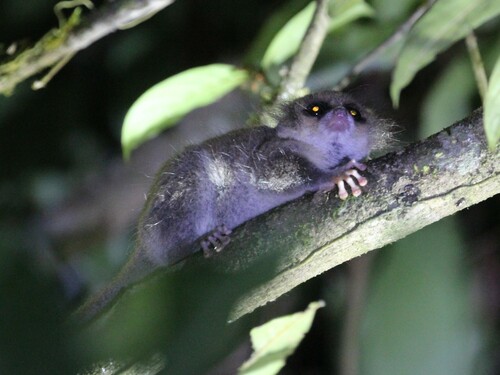 Hairy-eared Dwarf Lemur (Allocebus trichotis)