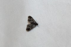 Elophila tinealis