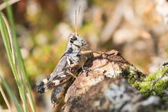 Melanoplus fasciatus