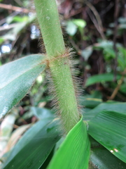 Costus villosissimus