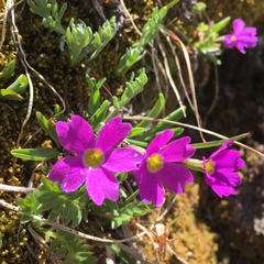 Primula angustifolia
