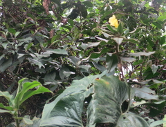 Costus villosissimus