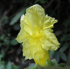 Costus villosissimus