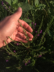 Lythrum californicum