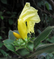 Costus villosissimus