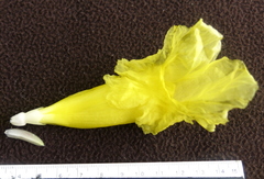 Costus villosissimus