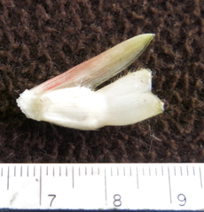 Costus villosissimus