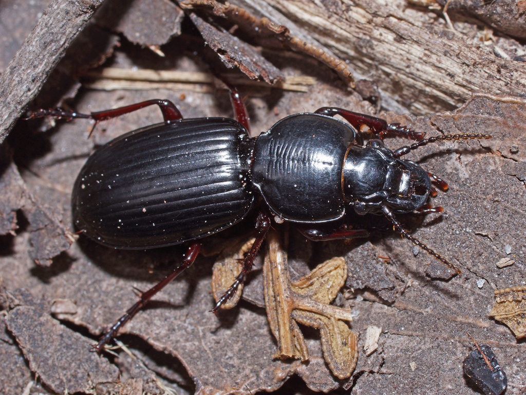 Eurylychnus blagravei