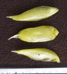 Costus villosissimus