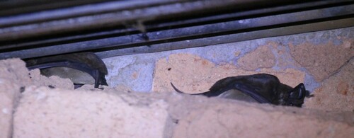 Madagascar Free-tailed Bat