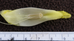 Costus villosissimus