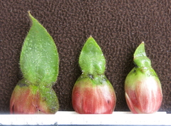 Costus villosissimus