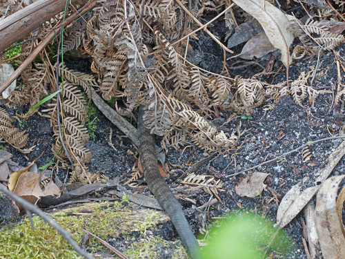 Tiger Snake sighting