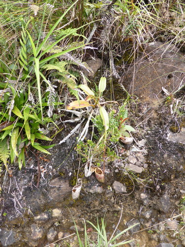 Nepenthes burbidgei