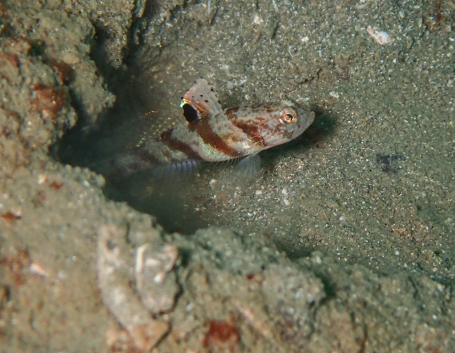 Tiny Shrimpgoby