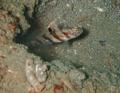 Tiny Shrimpgoby photo 1
