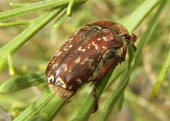 Euphoria leucographa