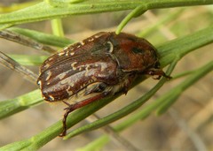Euphoria leucographa