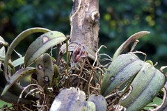 Acianthera unguicallosa