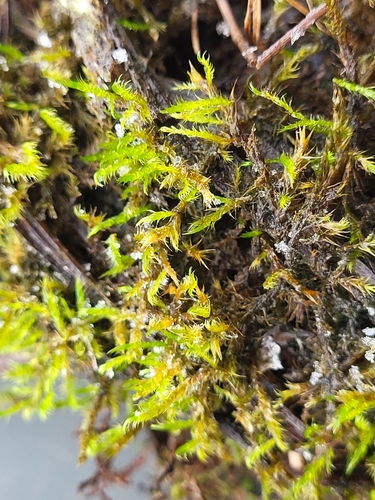 Drepanocladus polygamus observed 2024-12-07